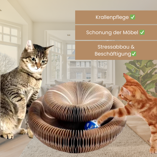 Magic Claw - Der runde Kratzspaß für Stubentiger